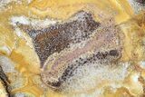 Polished Petrified Palmwood Slice - Texas #166429-1